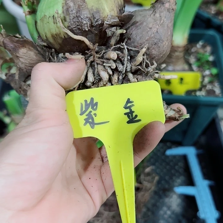 紫金5.5cm带5侧，裸球发