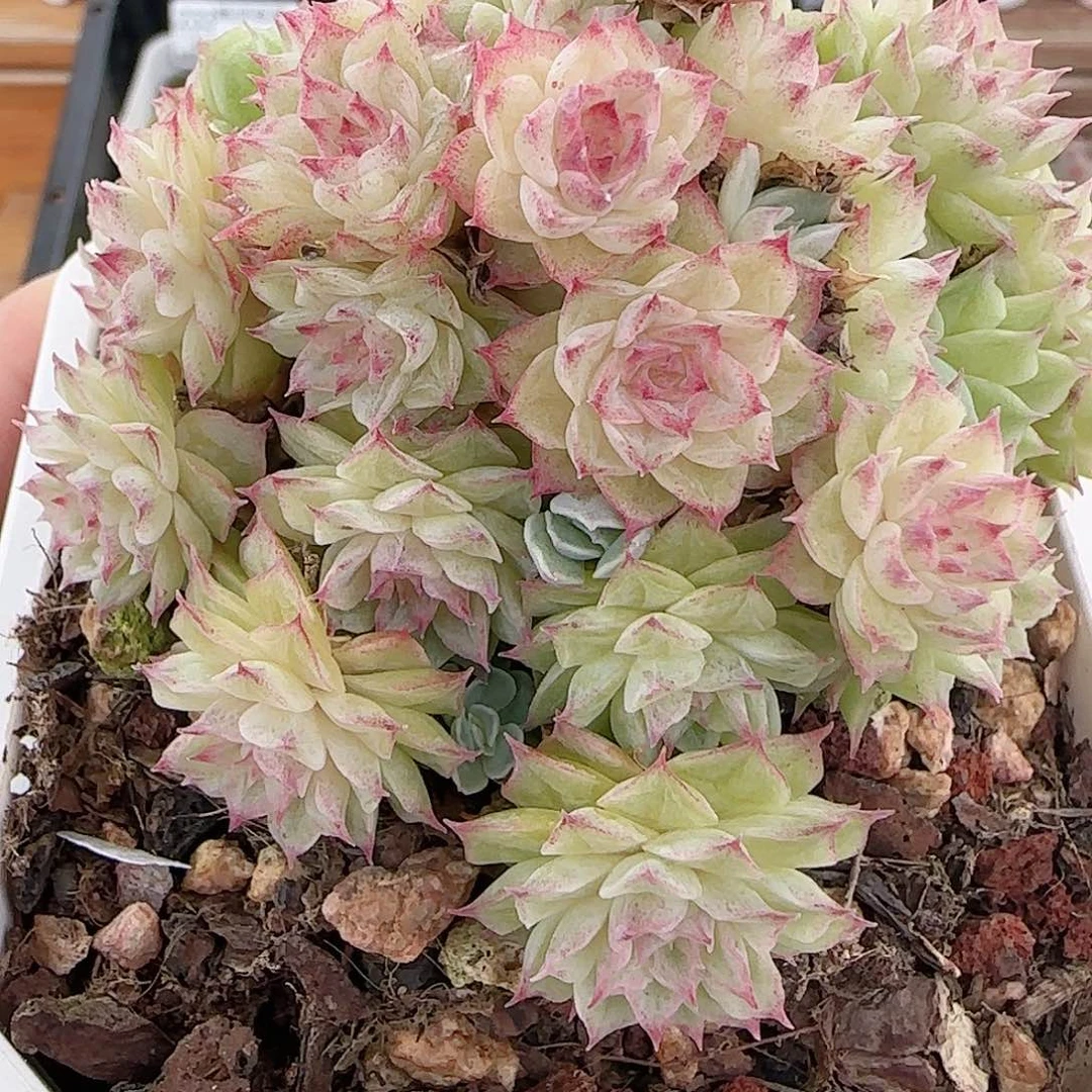 提***花1107----237麦秆群