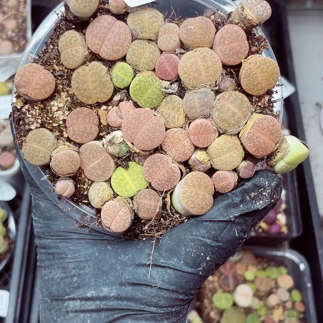 郎哥18包邮0602-183