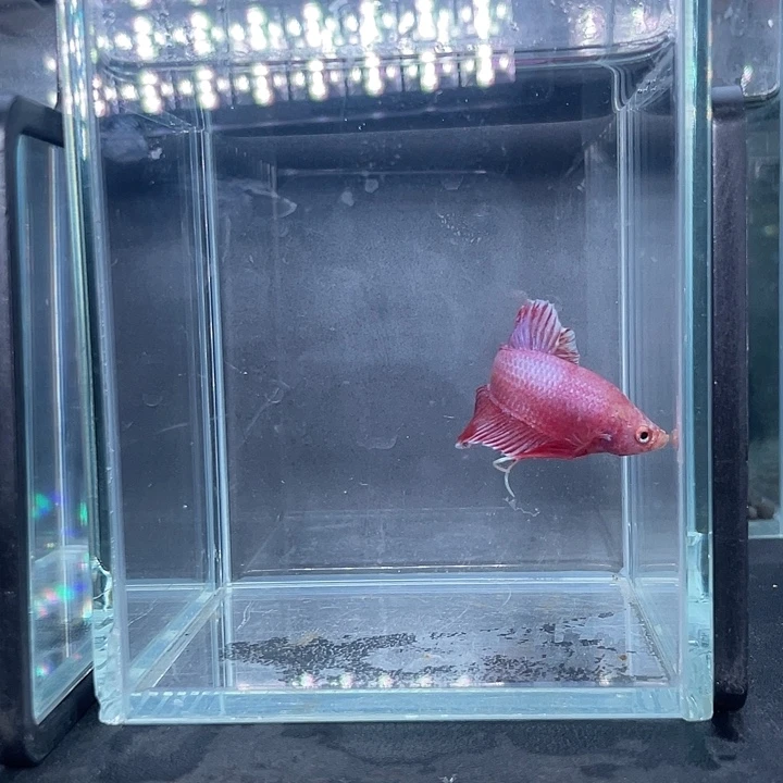 斗鱼21号916晚粉金