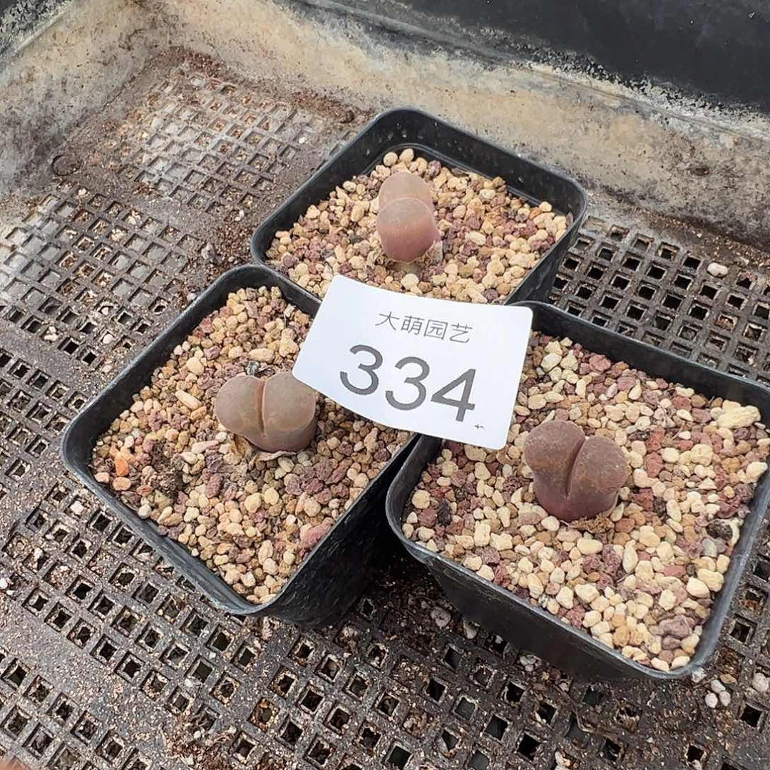 量拍以下1颗脱土发。  334