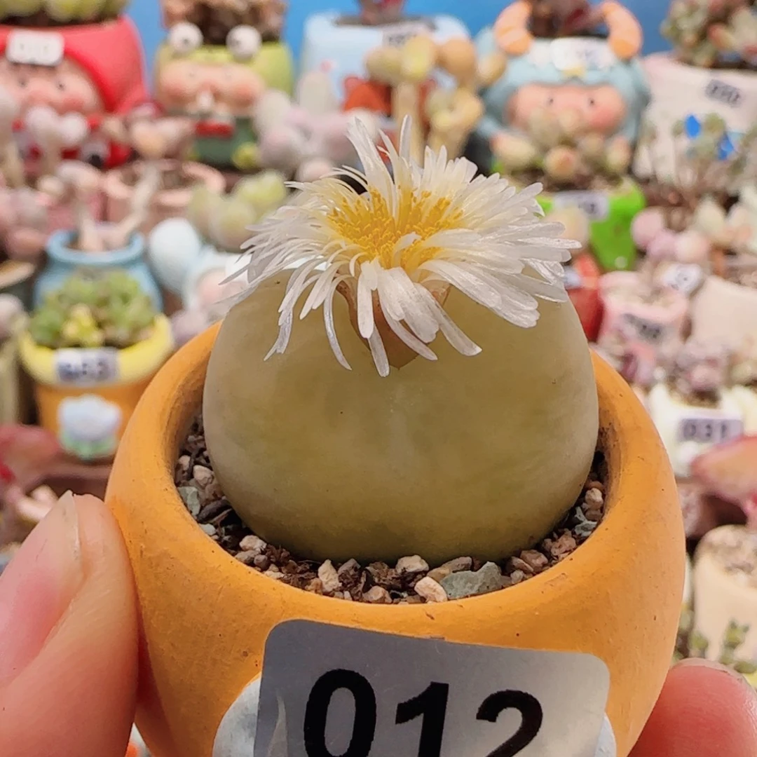 T肥肥大蟠桃盆口3.5cm