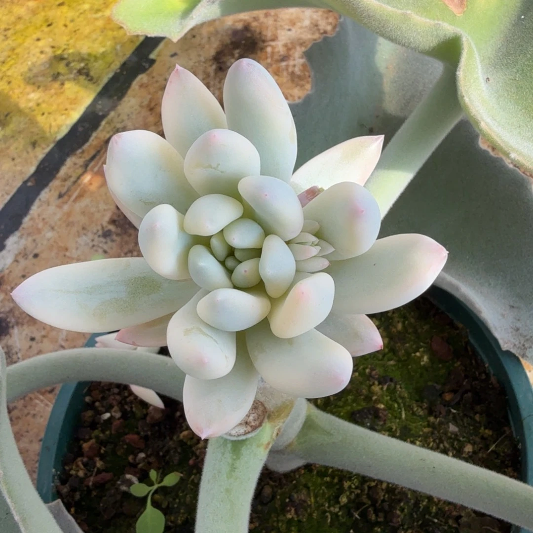 所罗门锦锦上园艺一物一拍