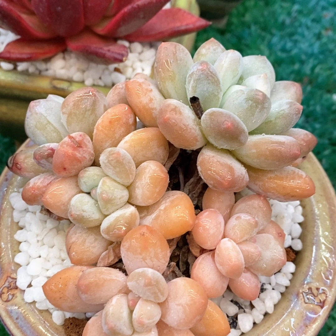 香水多肉植物盆栽