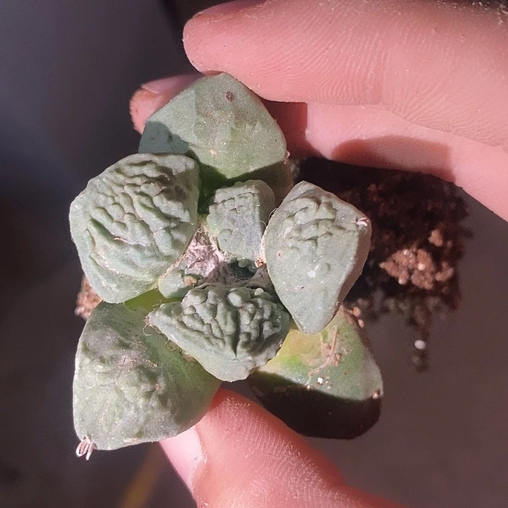 小萝卜根大尤怒涛