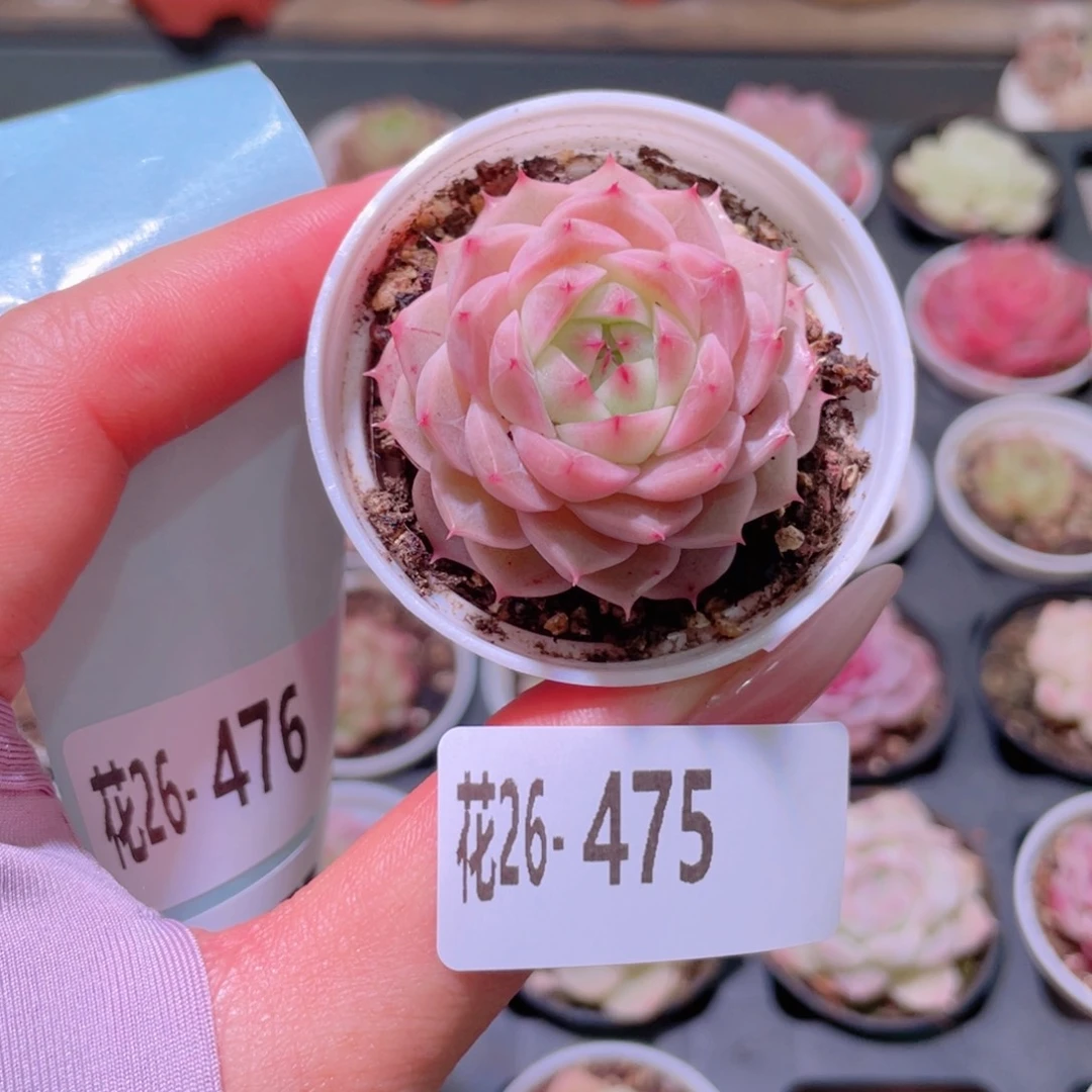 花利美26-475麦秆