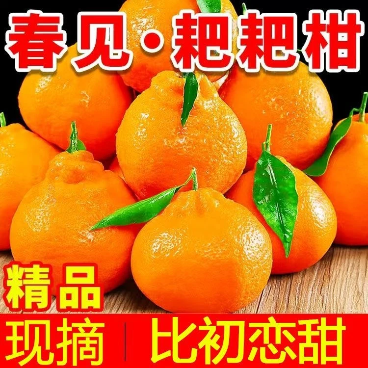 四川耙耙柑新鲜食用好吃正宗当季水果春见