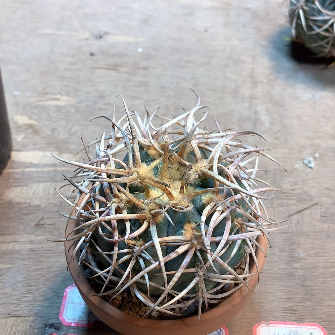 光灵玉