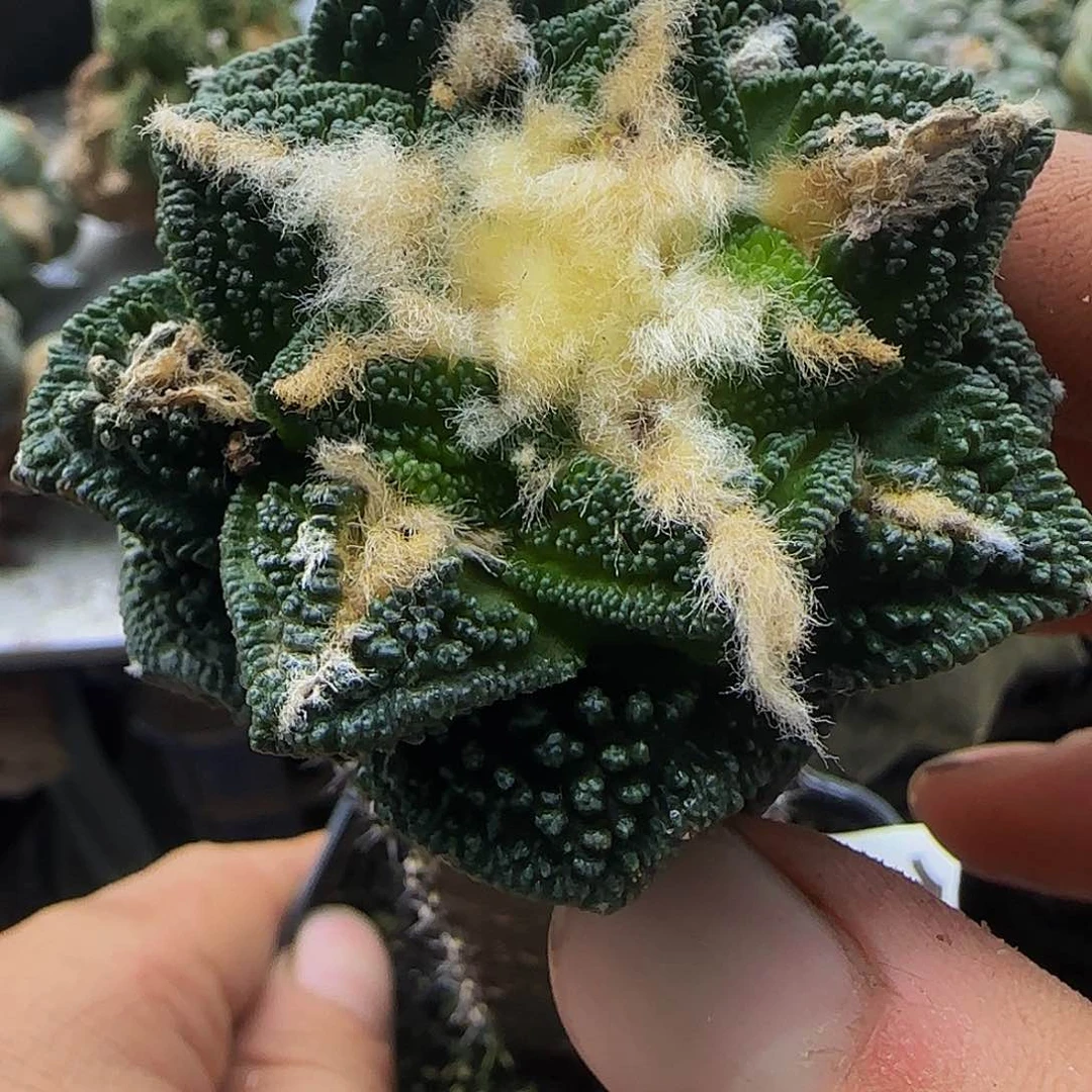 辛顿153仙人球开花