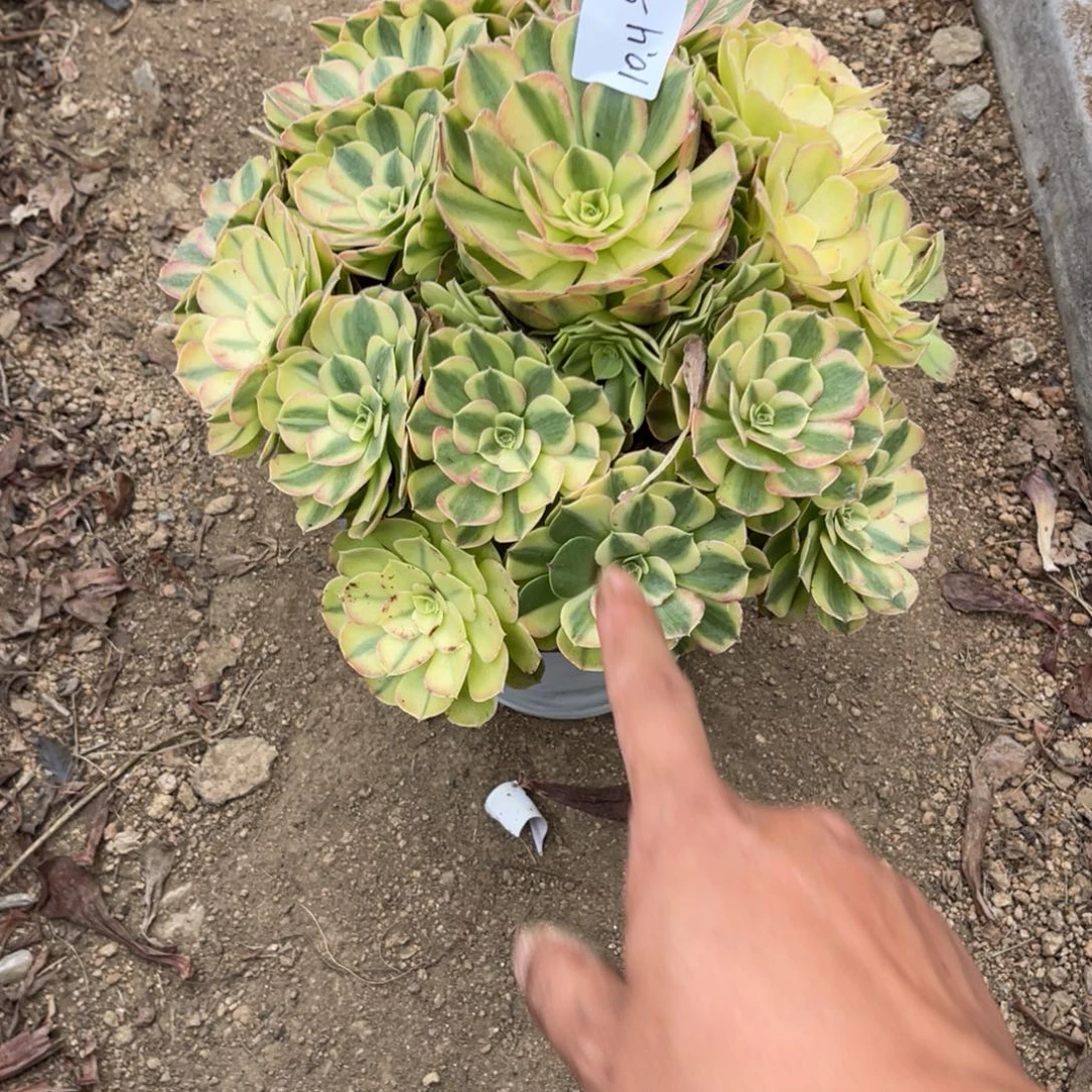 10-4-98雨荷法师锦多肉