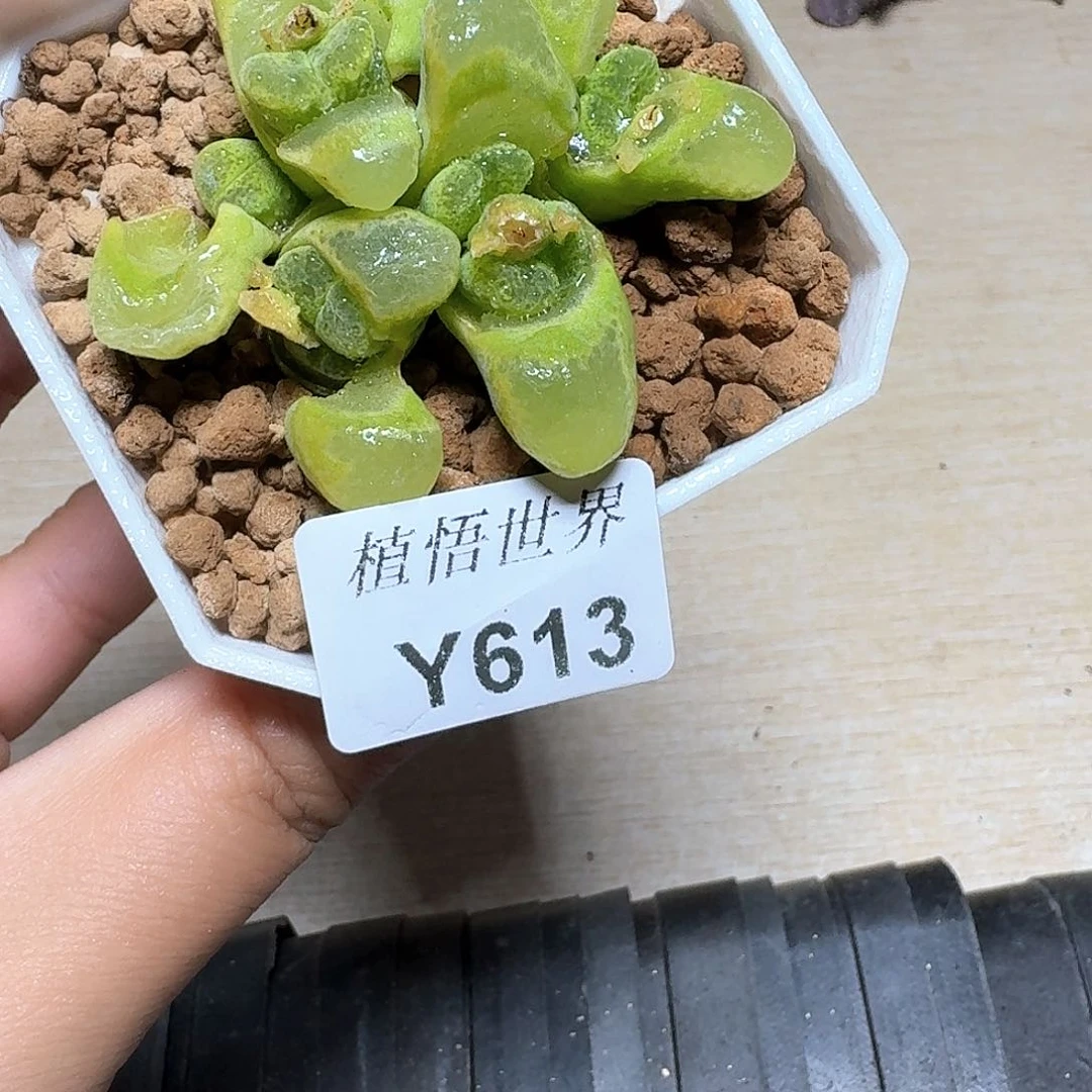 613盒d r z w w w c v多肉植物哇哇