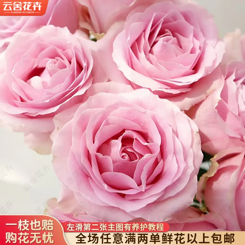 云舍花卉嘉荷娇兰单头玫瑰不保水云南鲜花基地直发家用水培鲜切花