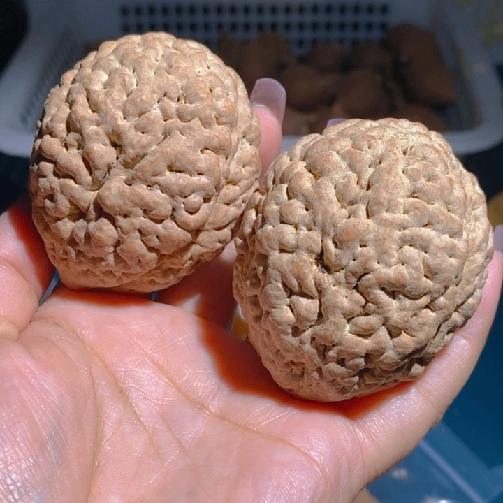 野生三瓣脑纹大金刚5060