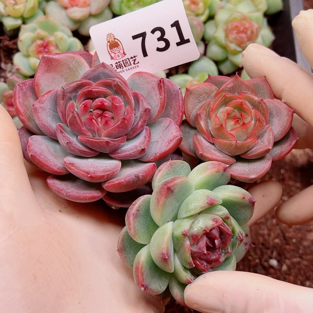 魔***菜多肉植物多肉植物