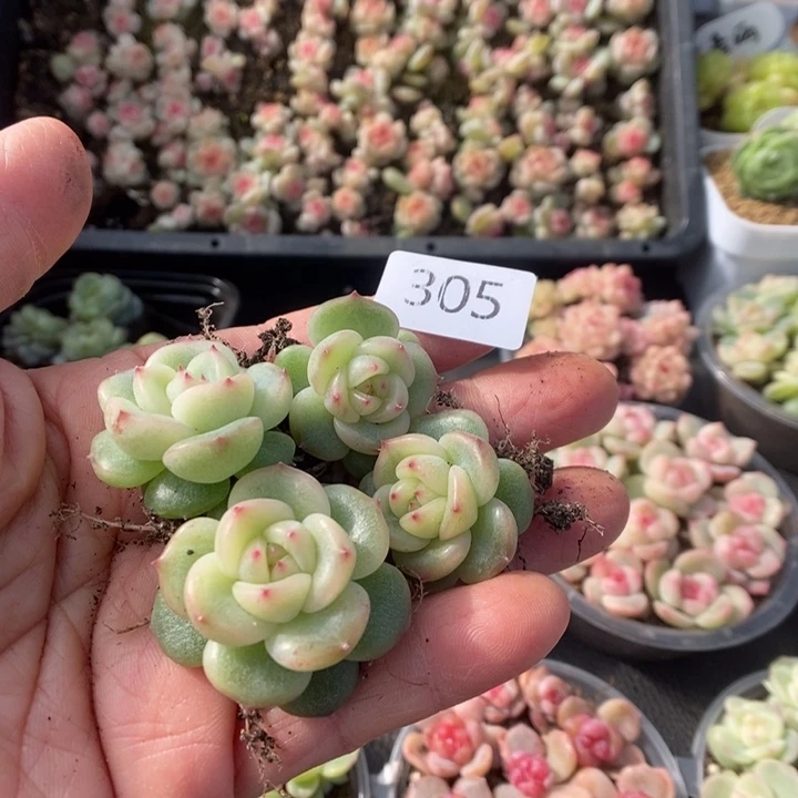 长***坊一物一拍一物一拍1125-305