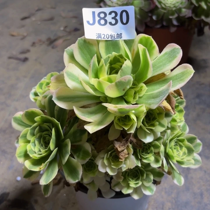 瑞妈多肉园艺植物830