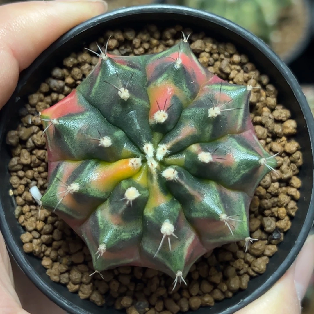 乌贼B侧芽自根带盆土发货1