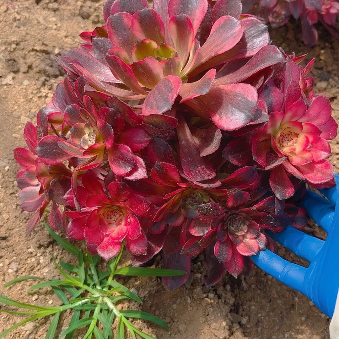 烟花多肉植物多头
