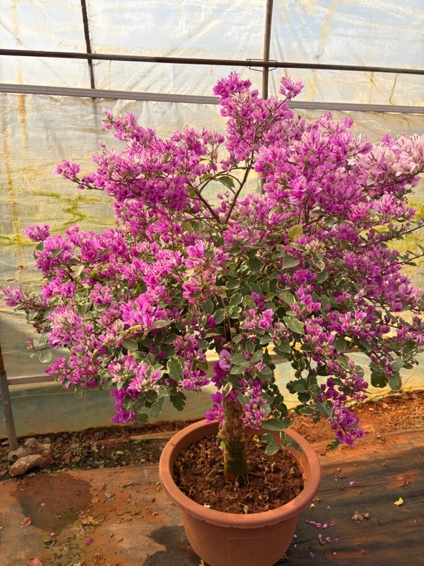 原生嫁接三角梅特别好养活