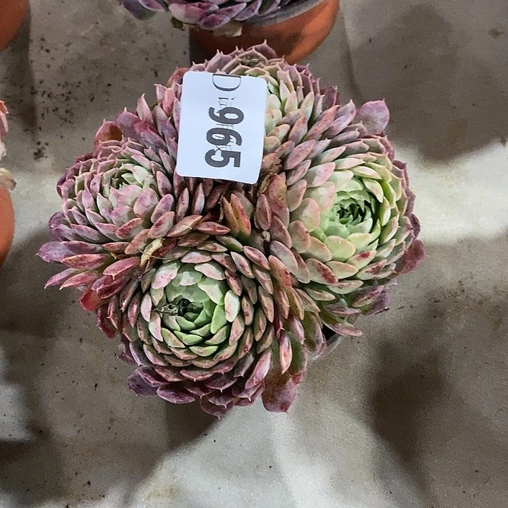 敏***姐965朱砂痣多肉植物