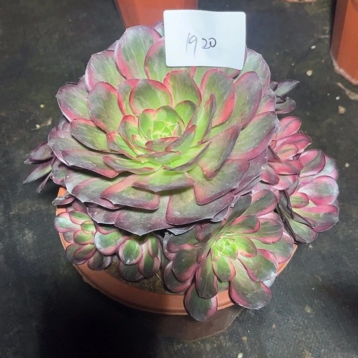 魅锦多肉植物保护专业1920