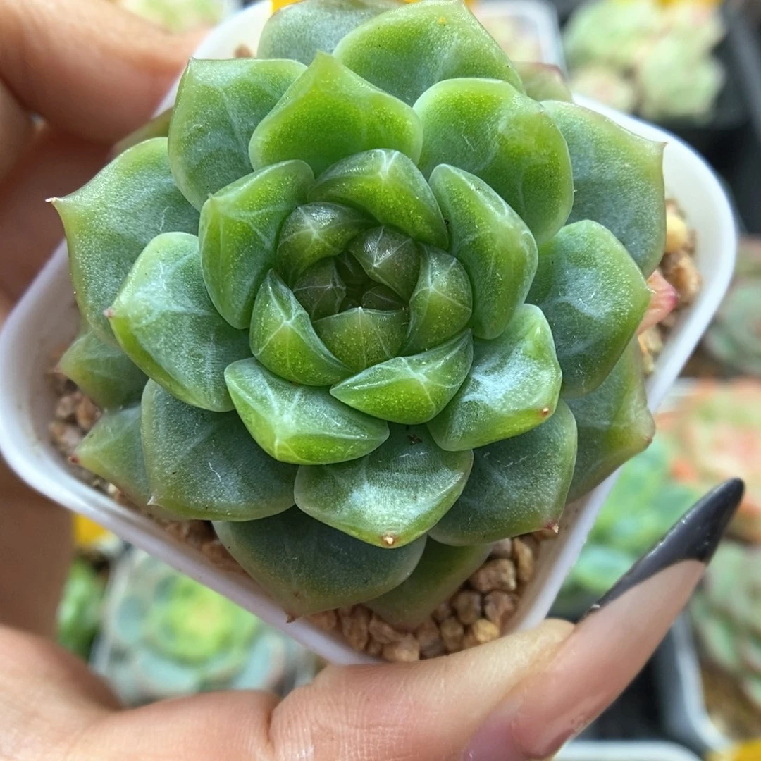 无尽灯可拍508号。