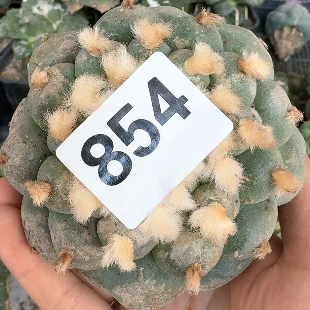 【闪购商品】无花朵乍**简大尤鲜854