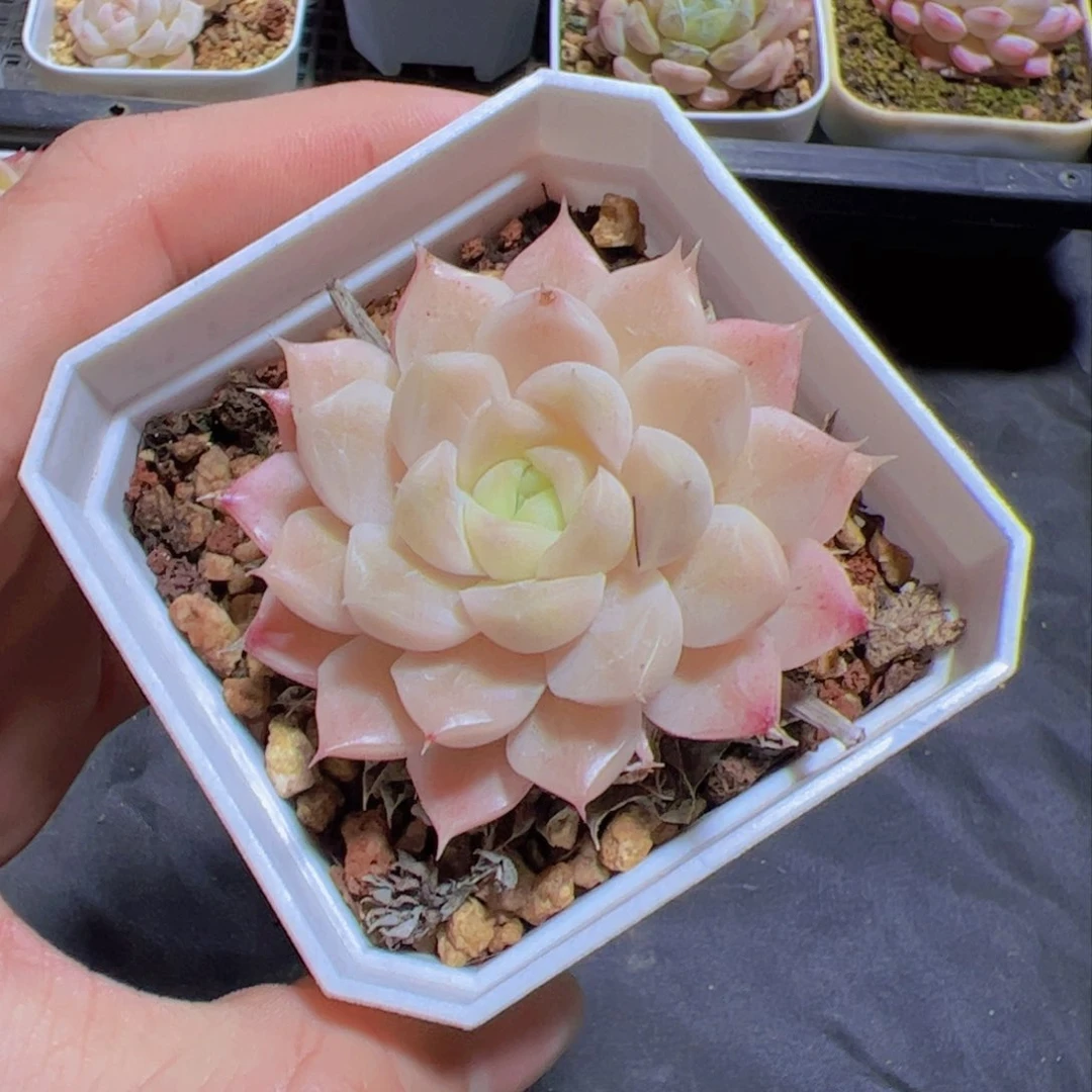 蜉*新品，多肉植物