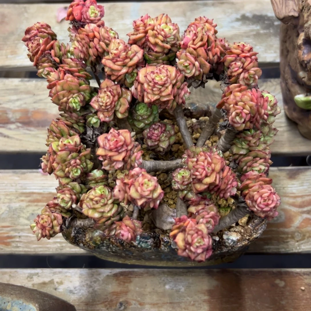 辣牡丹18 零零多肉植物