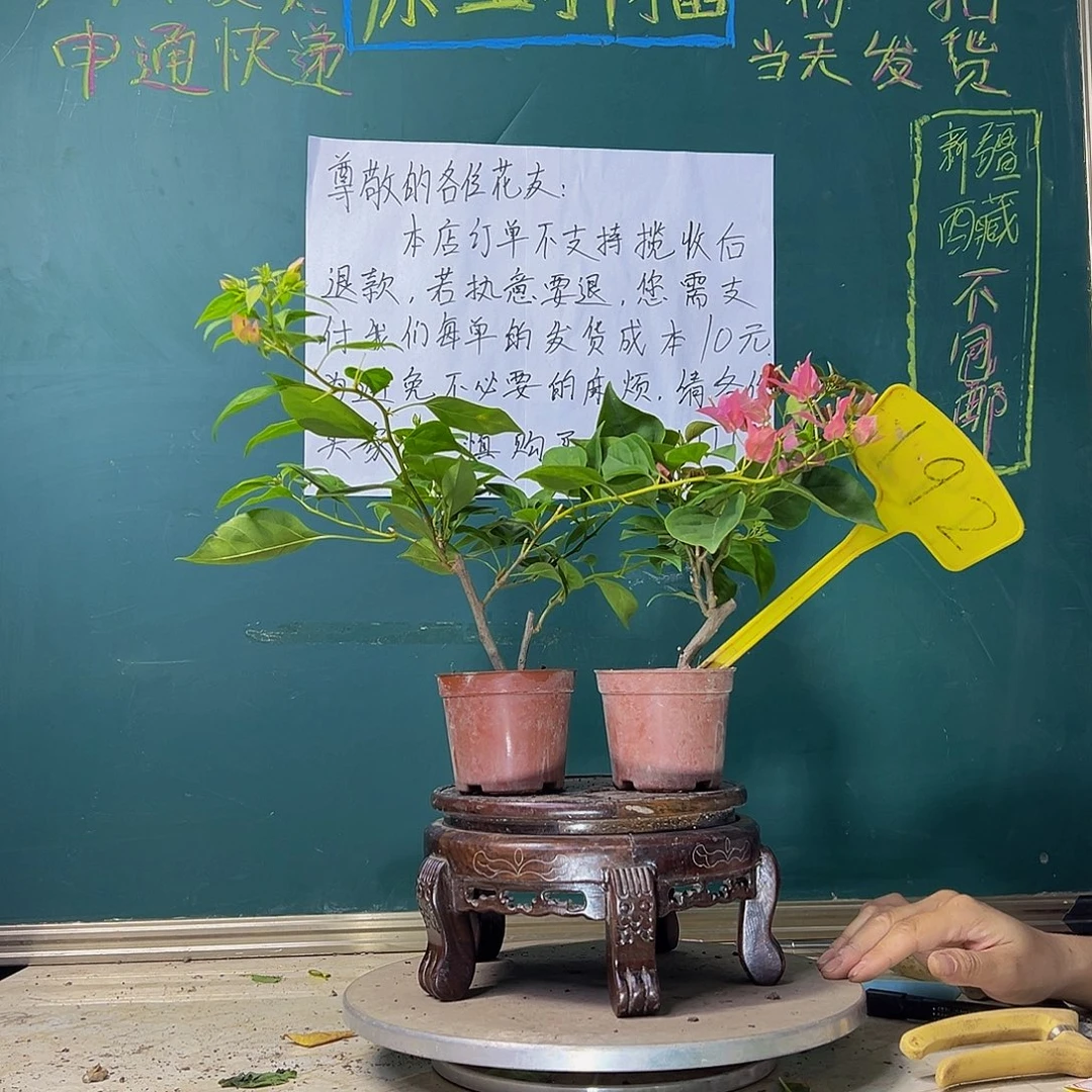 当前无花栽培后可以开花暗斑水晶掌中宝 樱红掌中宝 192