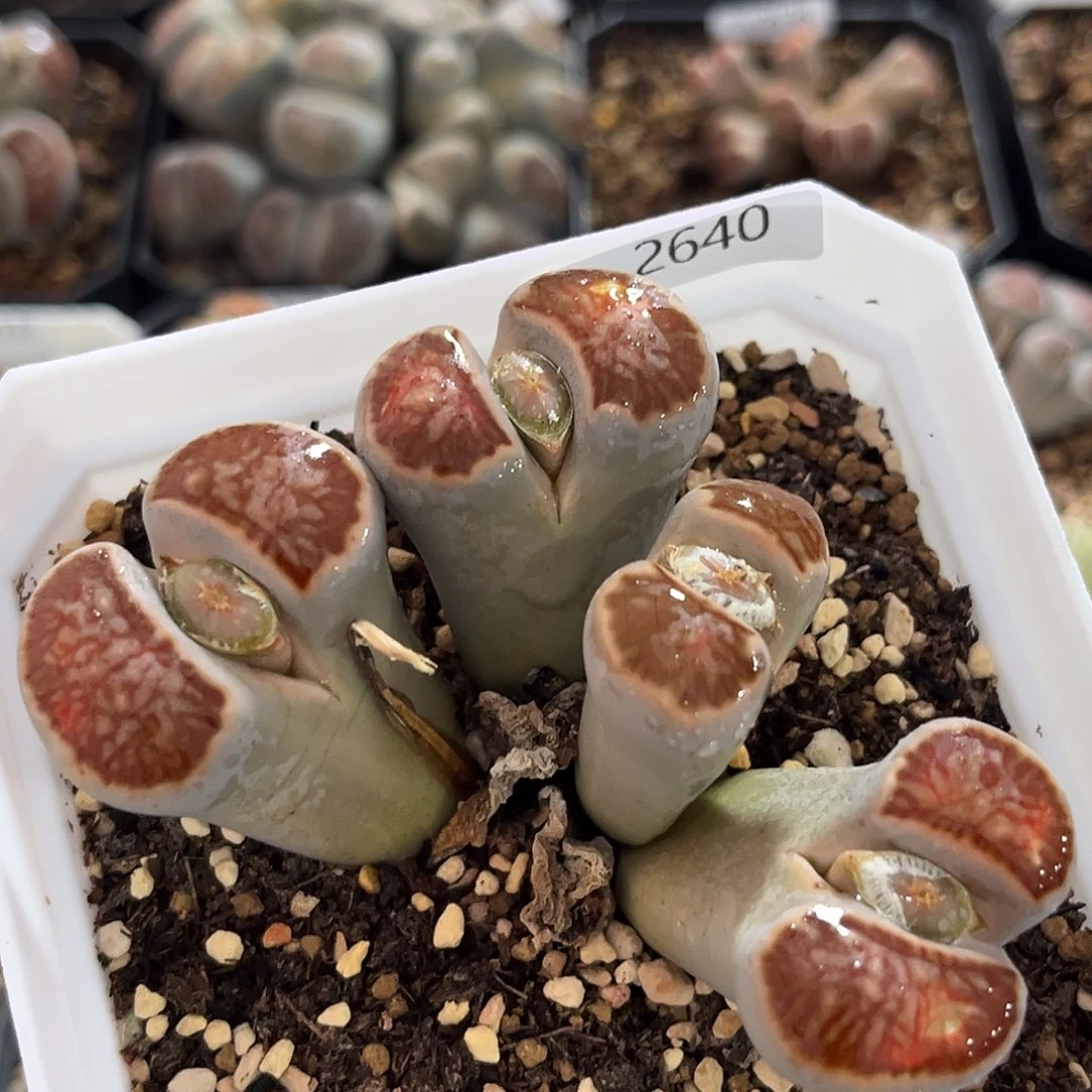 一物一拍菊母本2640