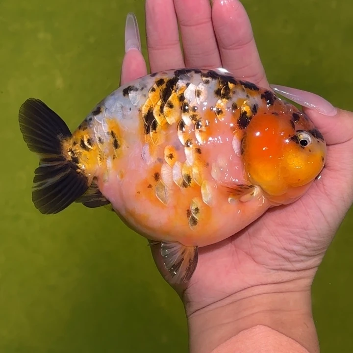 海水鱼金鱼兰寿活体淡水观赏鱼