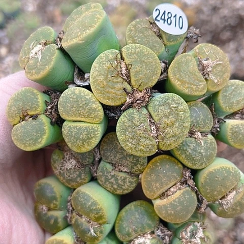 【闪购商品】24810