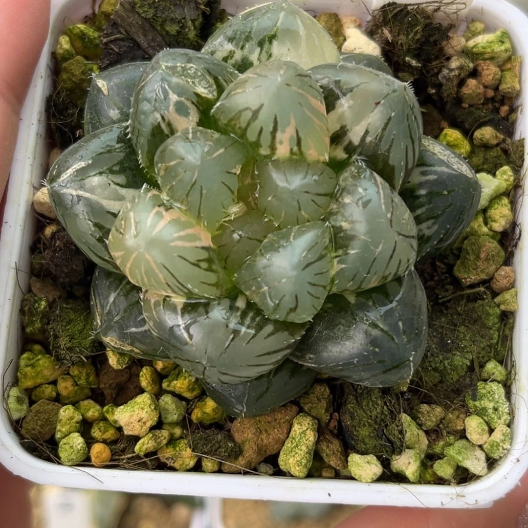 5pm玉露锦哈哈哈哈哈哈