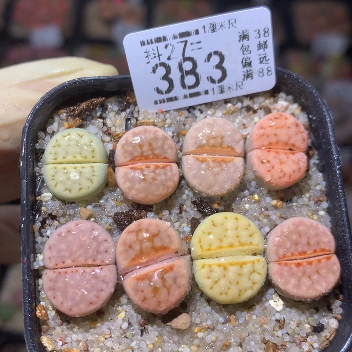 精品生石花27.383