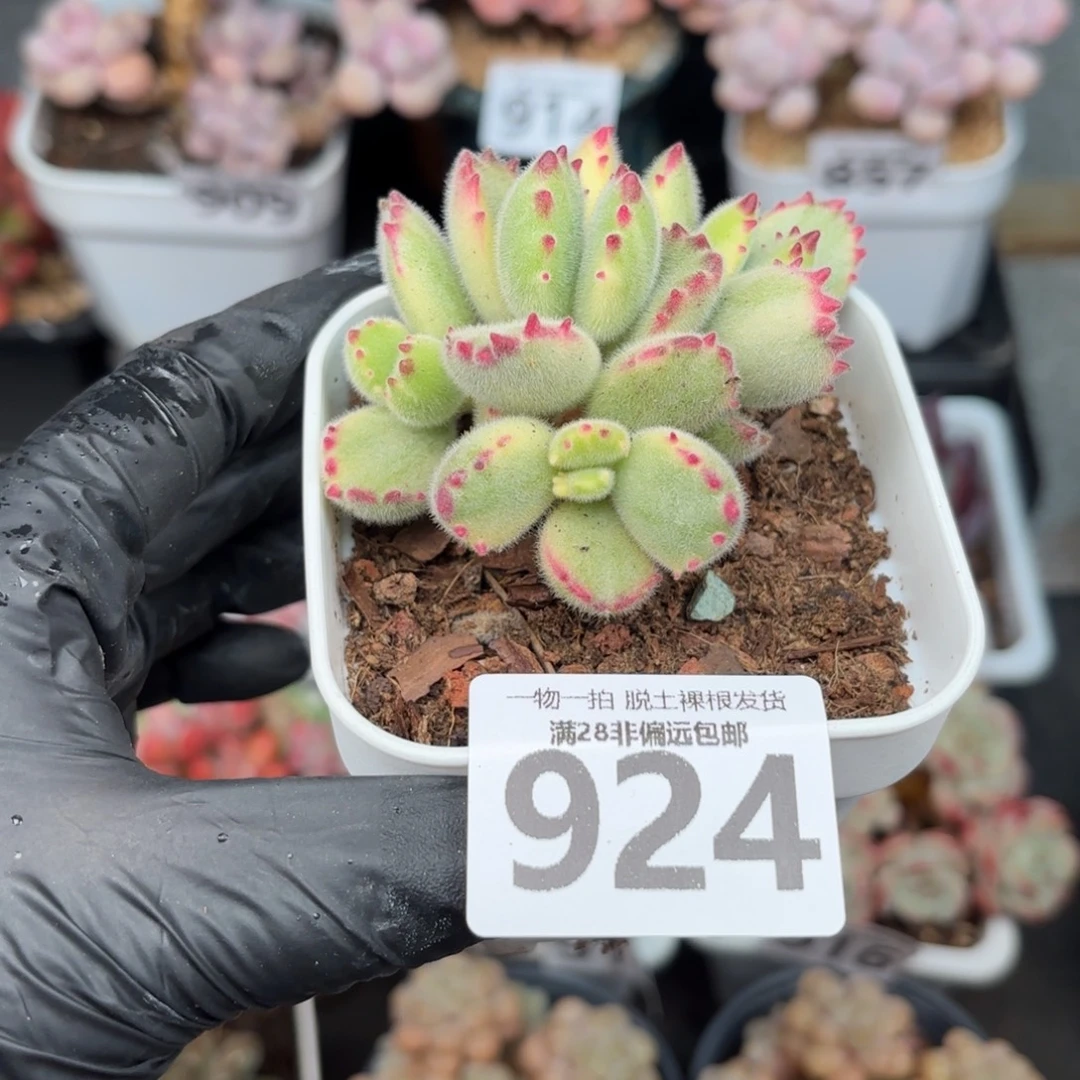 白熊多肉无盆土发货