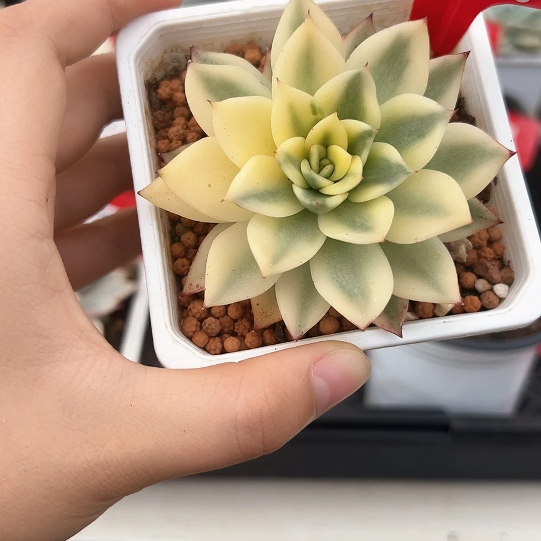 86号月亮石杂锦多肉植物