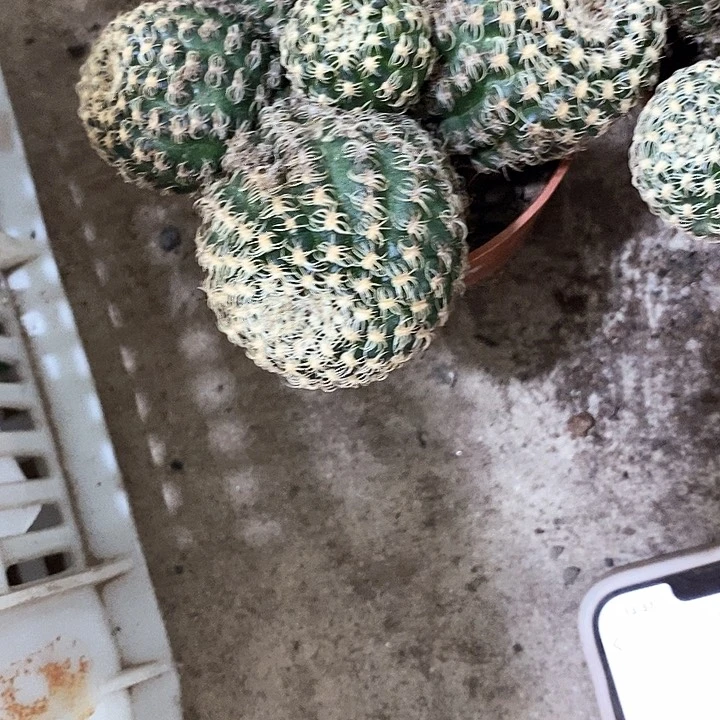 多头魅影虫咬瑕疵3568899