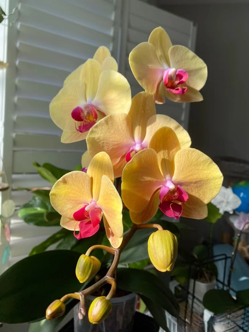 2.8寸（黄金美人）蝴蝶兰叶片破损苗无售后