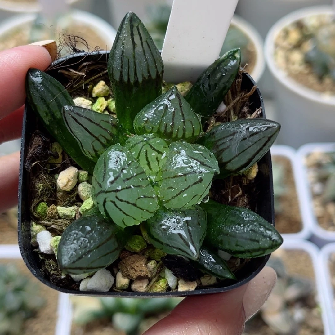 293西瓜寿哈哈哈哈哈哈