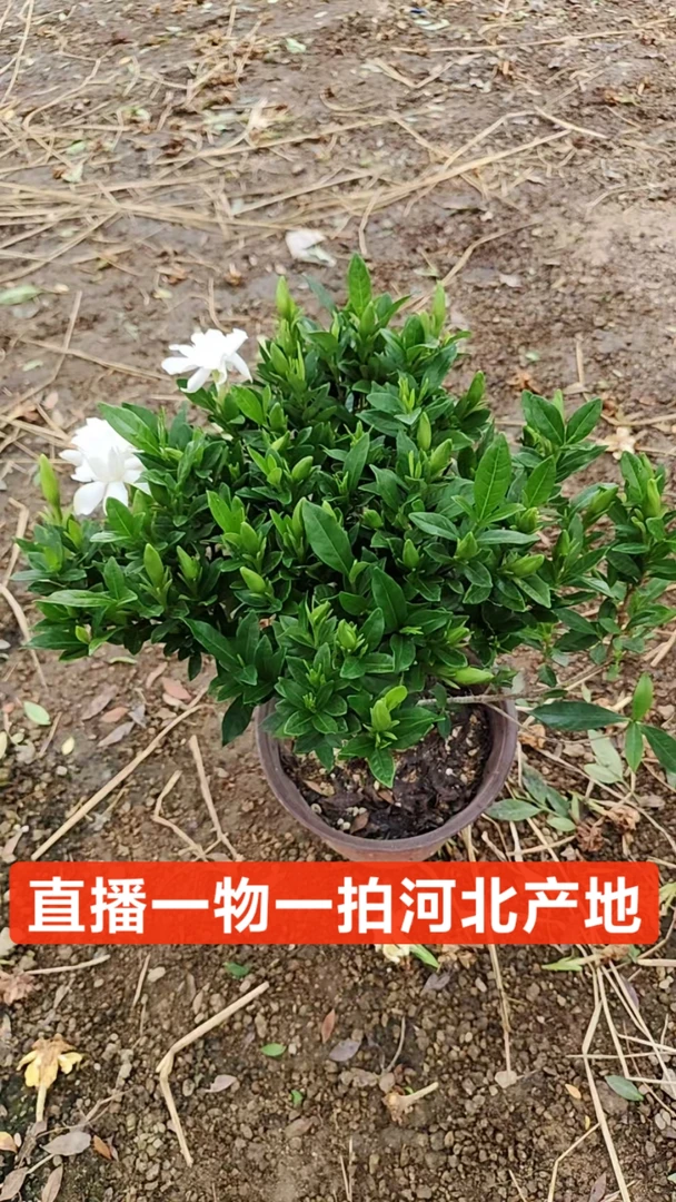 栀子花直播间一物一拍河北产地小叶重瓣原盆
