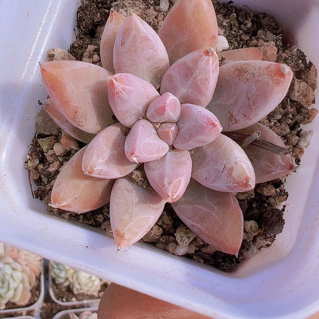 杜里万19包邮多肉植物