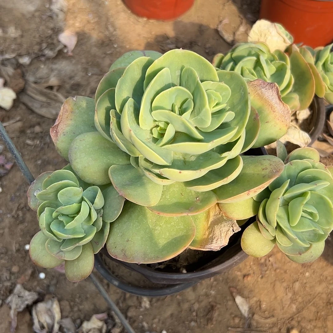 多肉植物鸡蛋碧桃