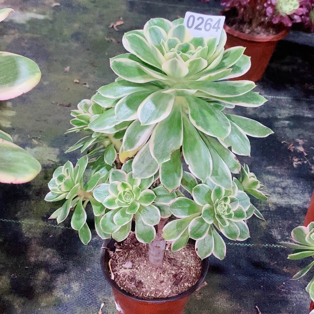 大叶绿玫瑰264多肉1111