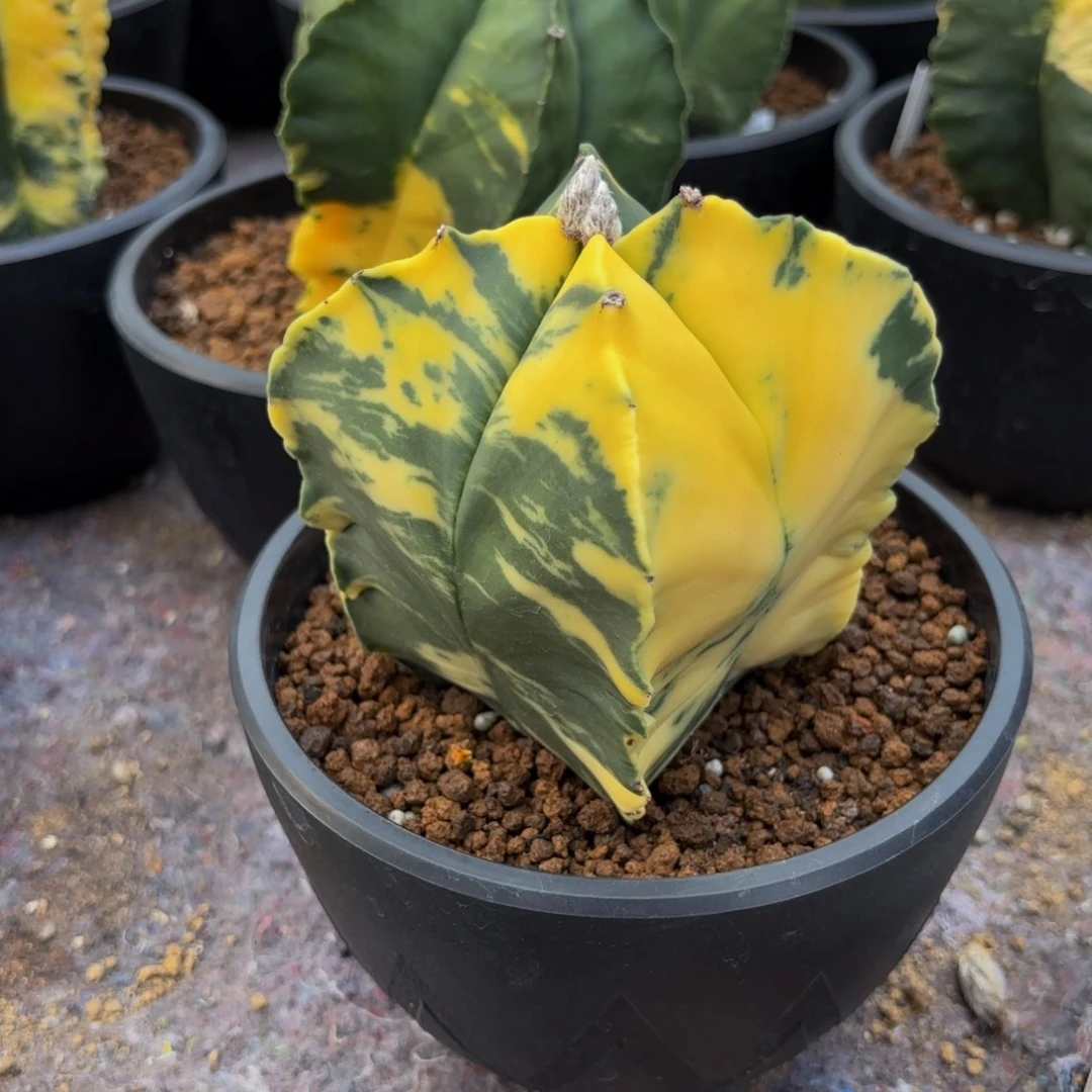 方型鸾Wwwwwwwwwwwwww