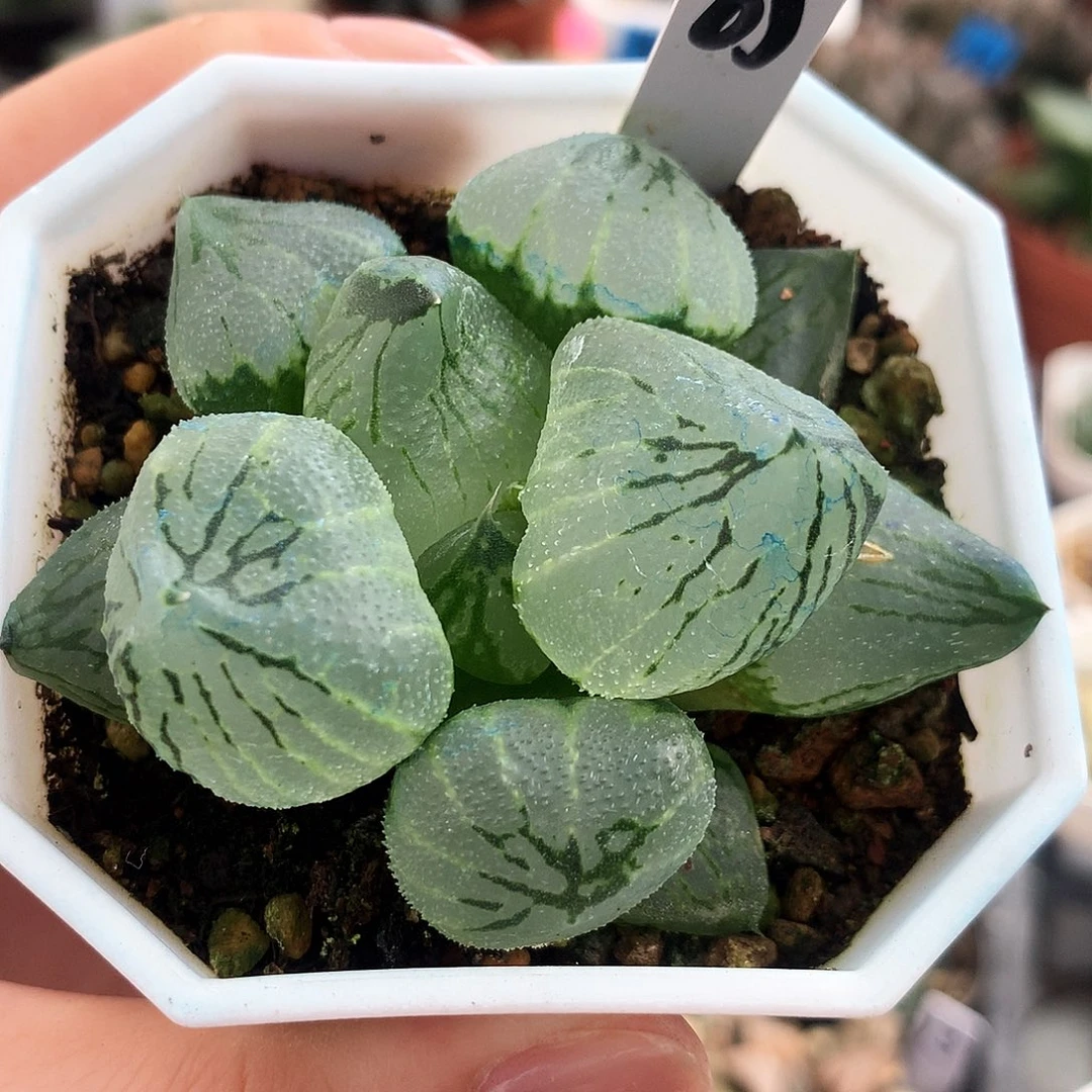 杨贵妃，65号，一物一拍