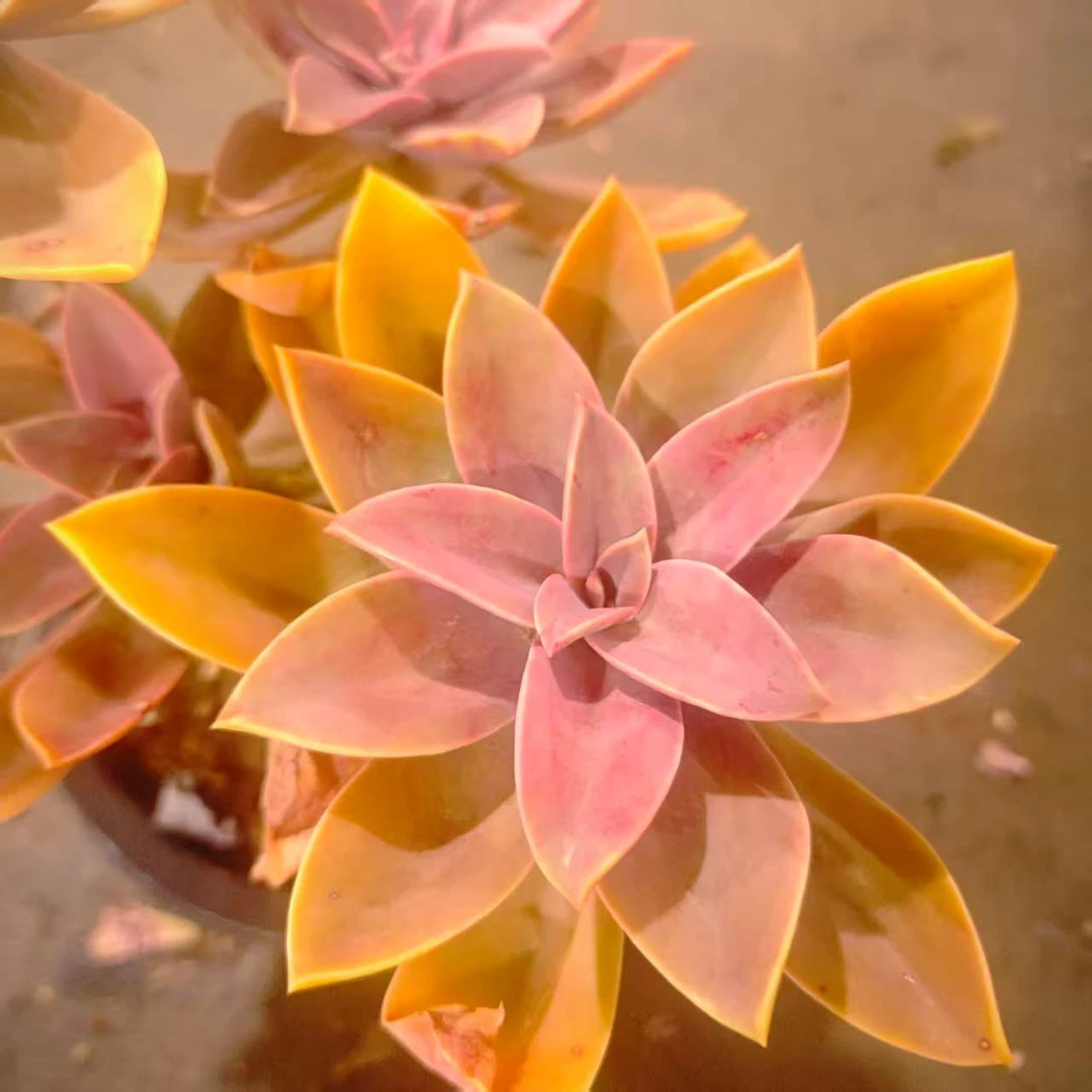 太妃糖230#SDW 雪山多肉好看新手闭眼入阳台庭院一单