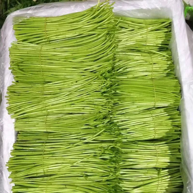新鲜农家直供芦蒿藜蒿野菜坏烂包赔