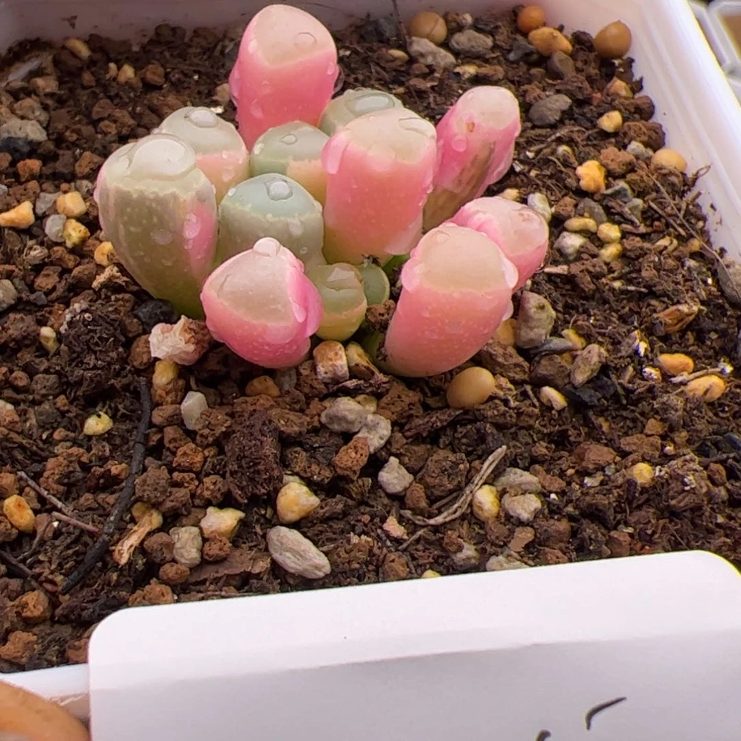 5.28五十锦多肉植物205