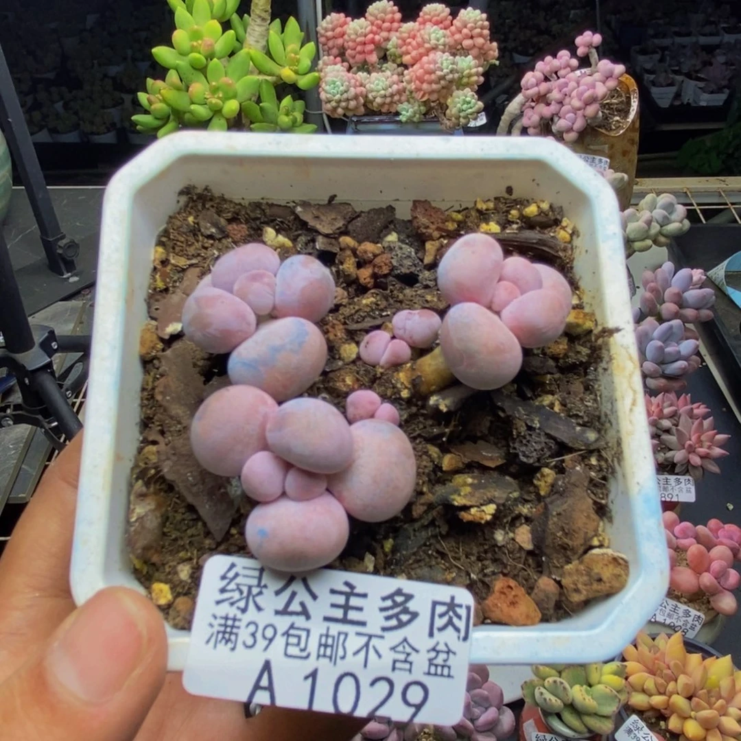 029橙奶多肉有砍福利